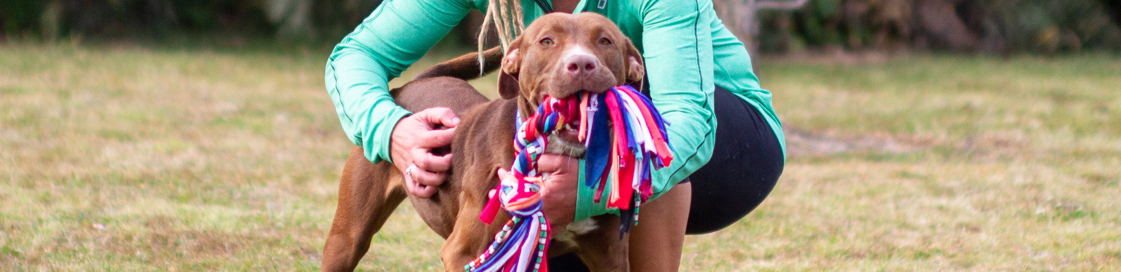 dog with rope toy in mouth